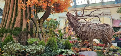 Bellagio Conservatory &amp; Botanical Gardens, Las Vegas, NV