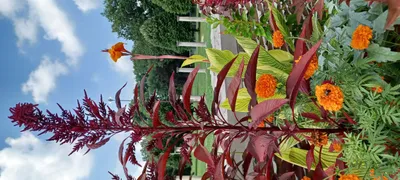 Holliday Park, Indianapolis, IN