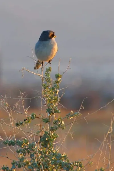 Wetlands Park, Las Vegas, NV