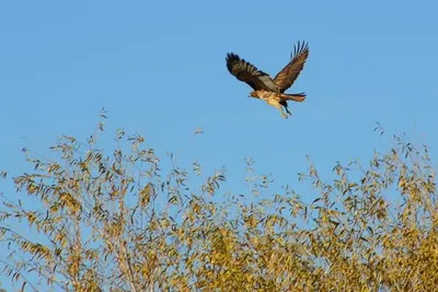 Wetlands Park, Las Vegas, NV