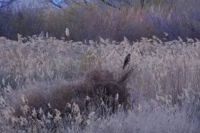Wetlands Park, Las Vegas, NV