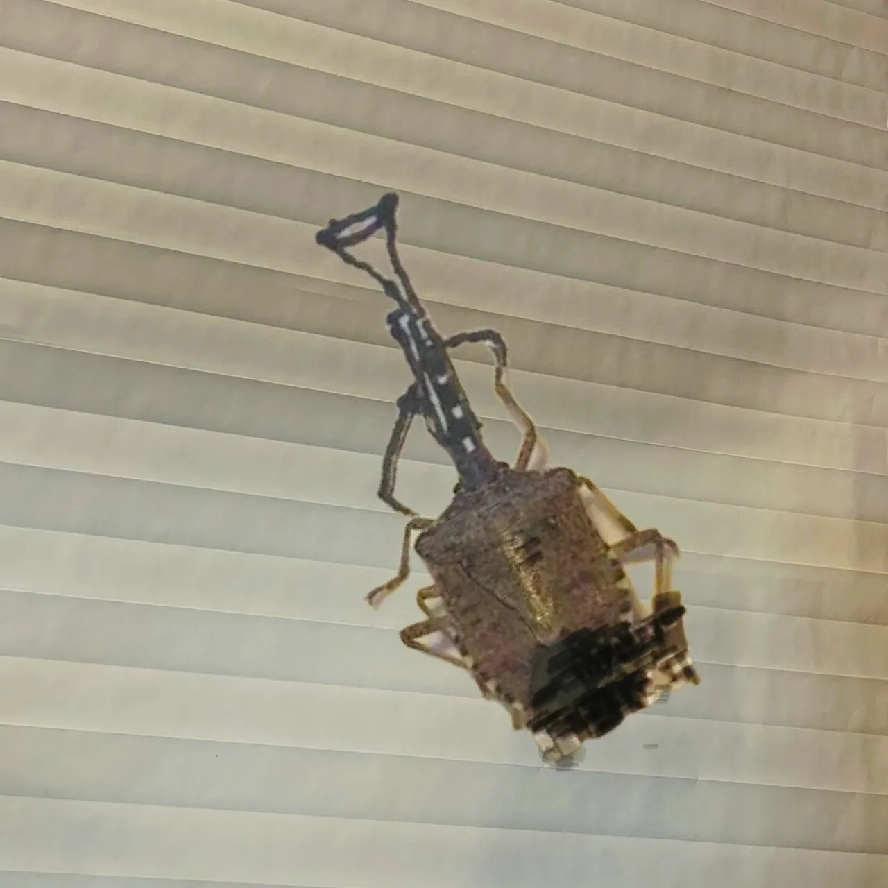 Stink Bug Jazz Band #1