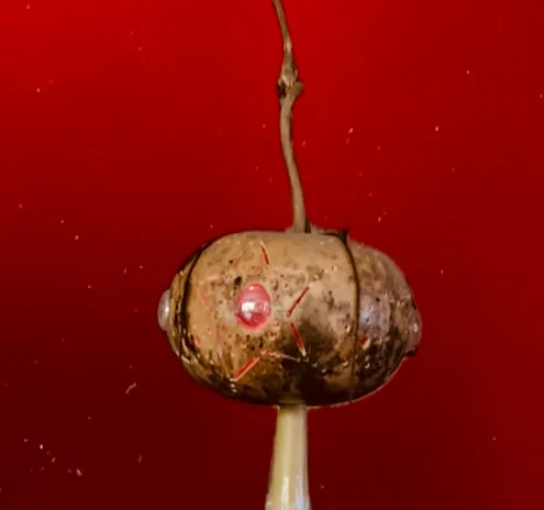 Like the Big One in Makanda