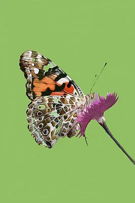 Painted Lady on Dianthus