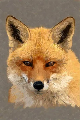 Red Fox Portrait