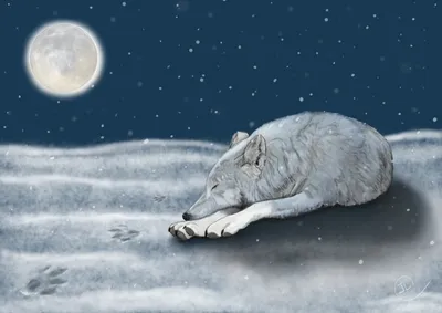 Arctic Wolf and Wolf Moon