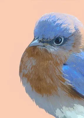 Eastern Bluebird Portrait