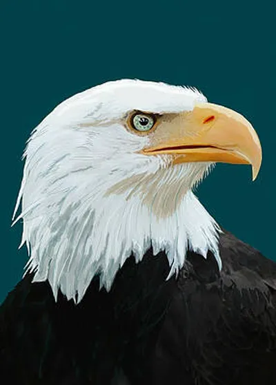 Bald Eagle Portrait
