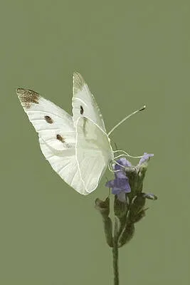 Cabbage Butterfly on Lavendar
