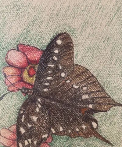 Brown Butterfly