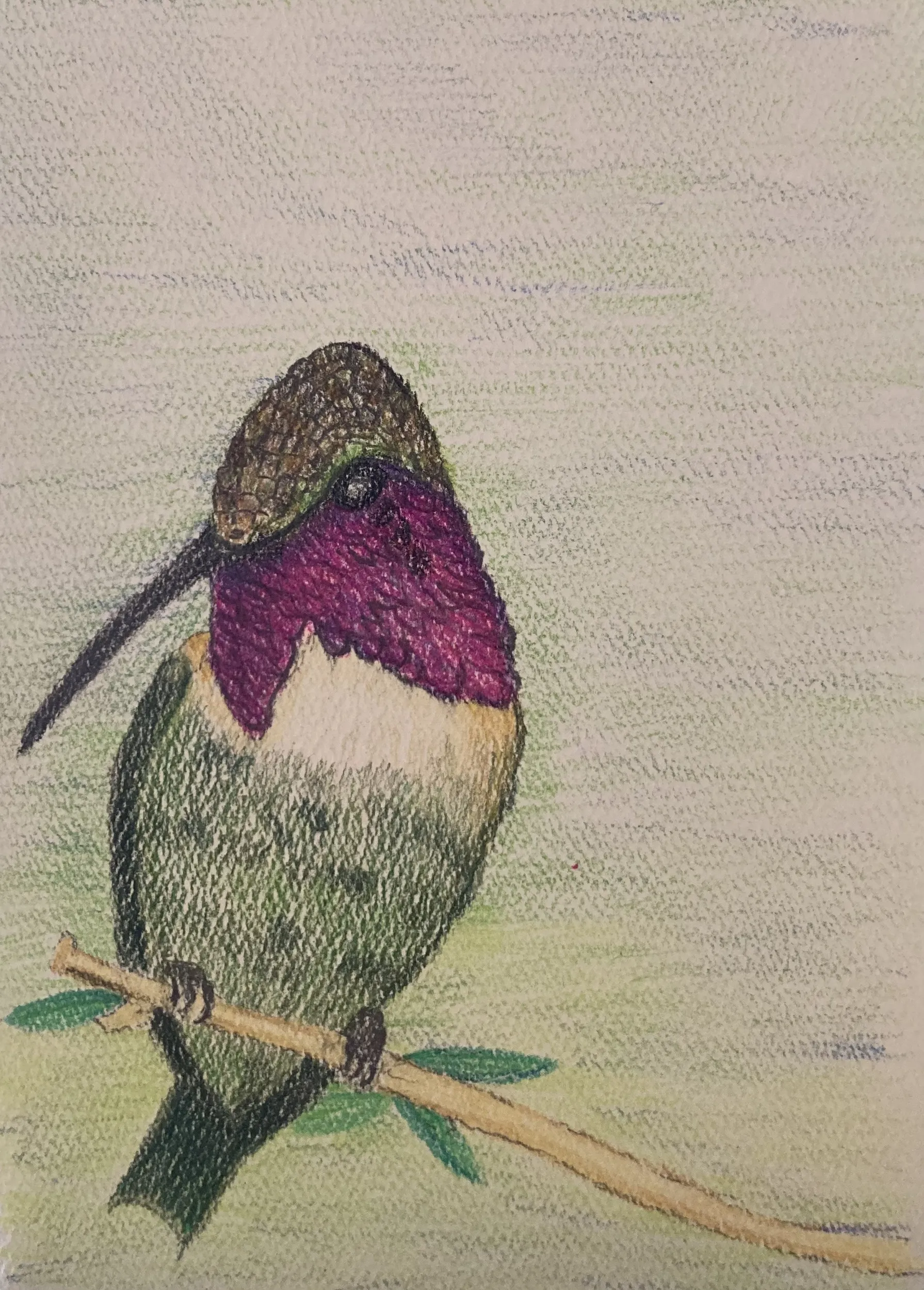 Anna’s Hummingbird bird