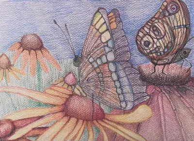 Butterfly’s And Flowers