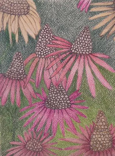 Red And Yellow Cone Flowers