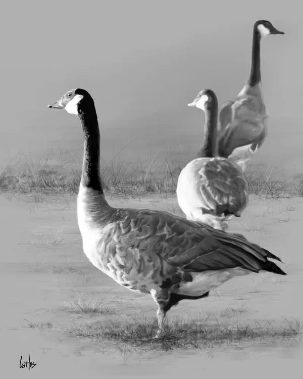 Canana Geese