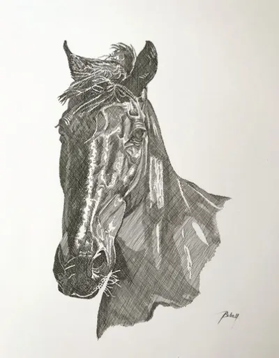 Equine Portrait