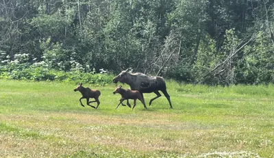 Alaskan Moose on the Run (photo)