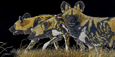 On the Move, Cape Hunting Dogs