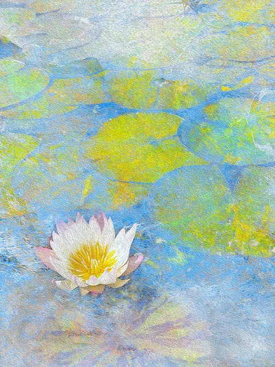 Lotus Dream - Ode to Monet