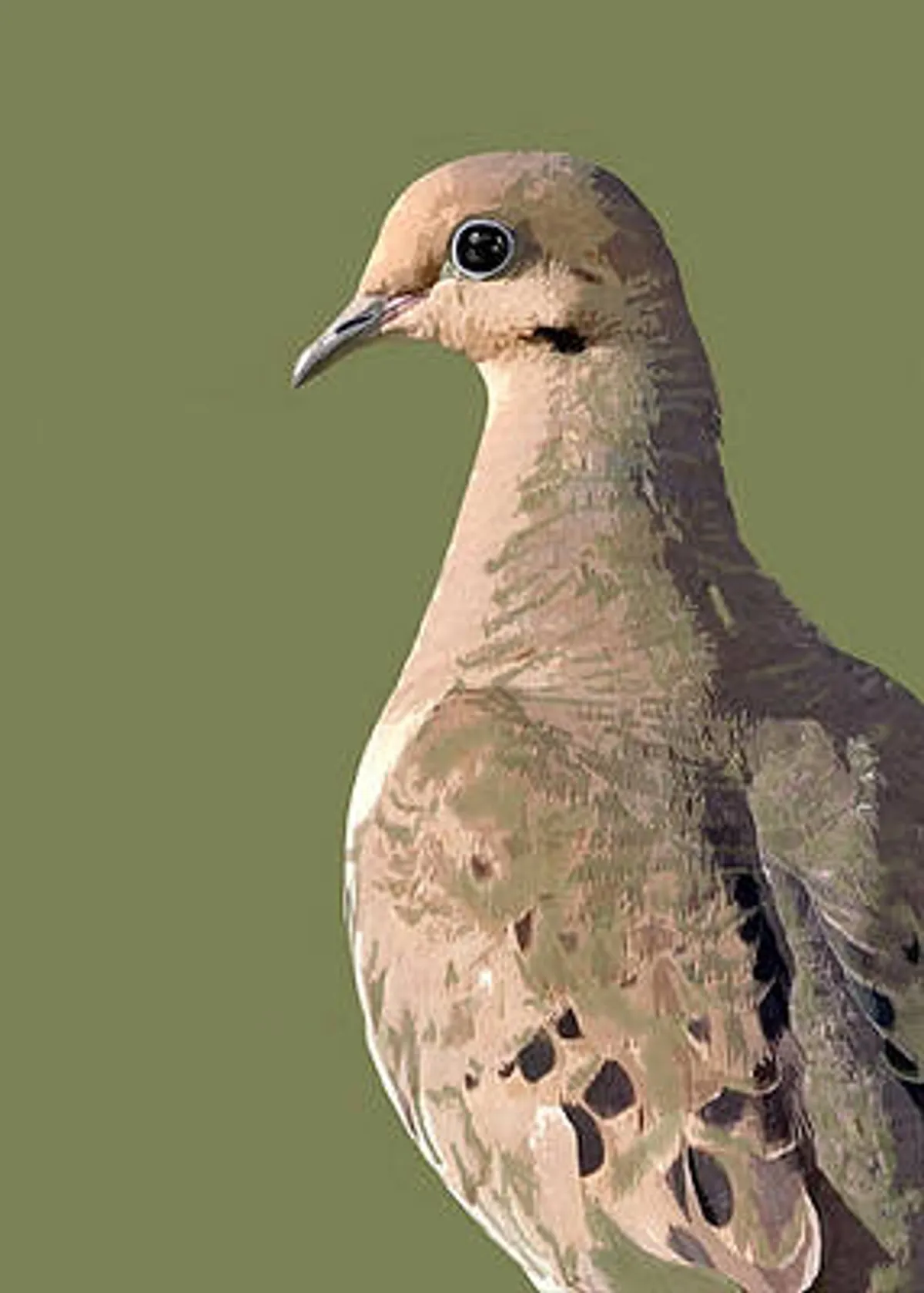 Mourning Dove in Four Colors