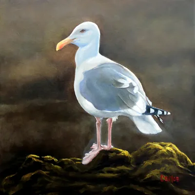 Seagull