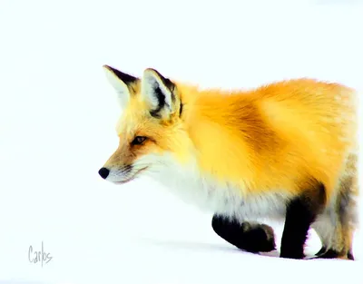 The Red Fox
