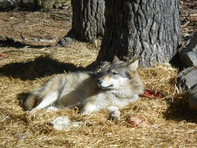 Intl Wolf Center Wolf 4