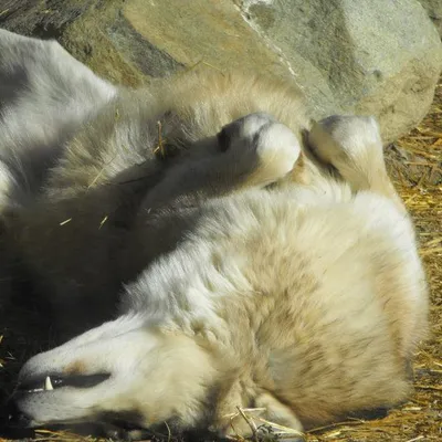 Intl Wolf Center Wolf 5