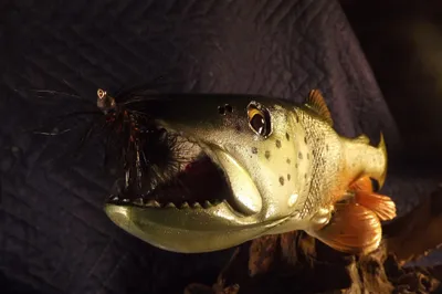 "On the fly" Brown trout rising