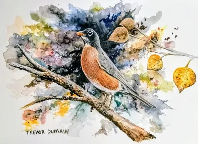 Robin - Watercolor Painting