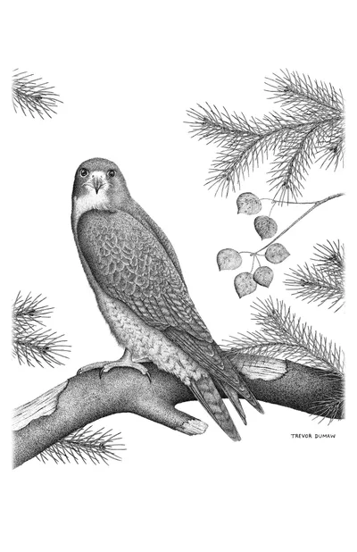 Peregrine Falcon - Pen &amp; Ink