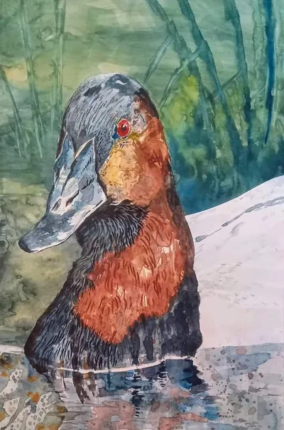 The Majestic Canvasback: The Aristocrat of Alabama Ducks