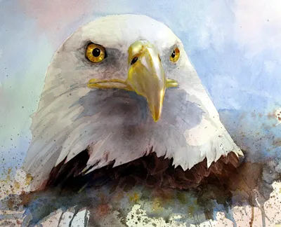 Ever Vigilant: American Bald Eagle