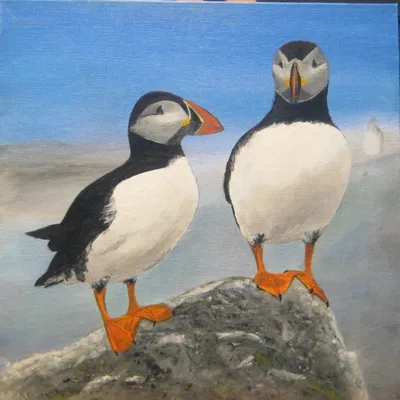 Puffins