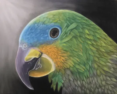 The Parrot