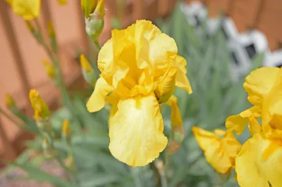 Yellow Iris