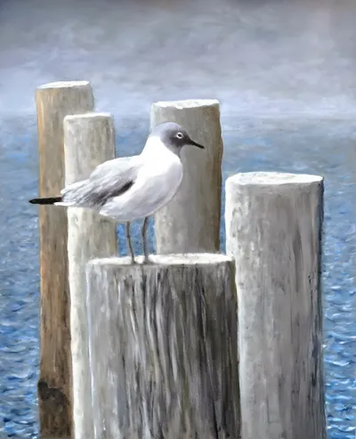 Gull On a Post