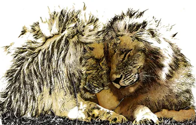 Two lions