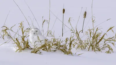 Snowy Owl