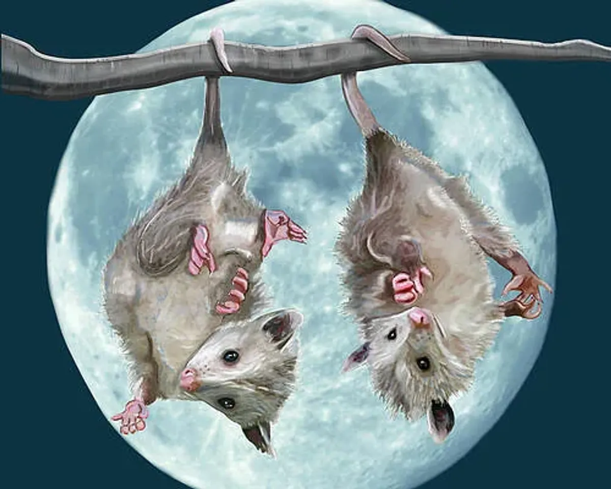 Blue Moon Possums