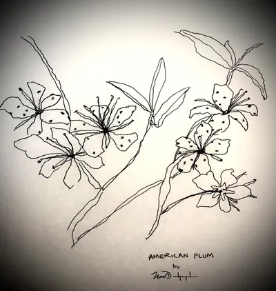 Flower #8 American Plum