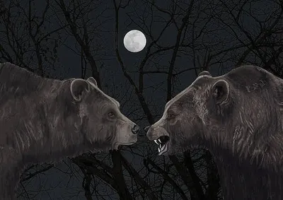 Grizzly Night