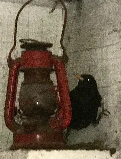 Looking For an Honest Man