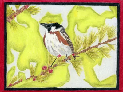 Perched in the Pines