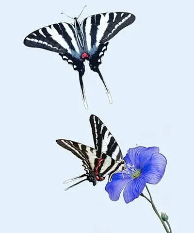 Zebra Swallowtails and Petunia